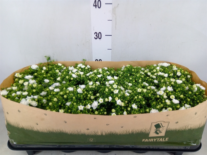 <h4>Campanula  'White Like Mee'</h4>