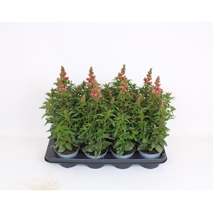 Antirrhinum majus overig