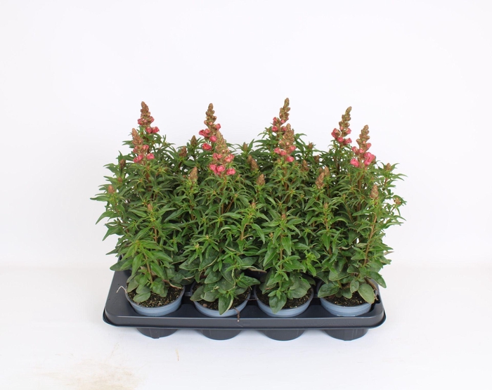 <h4>Antirrhinum majus overig</h4>