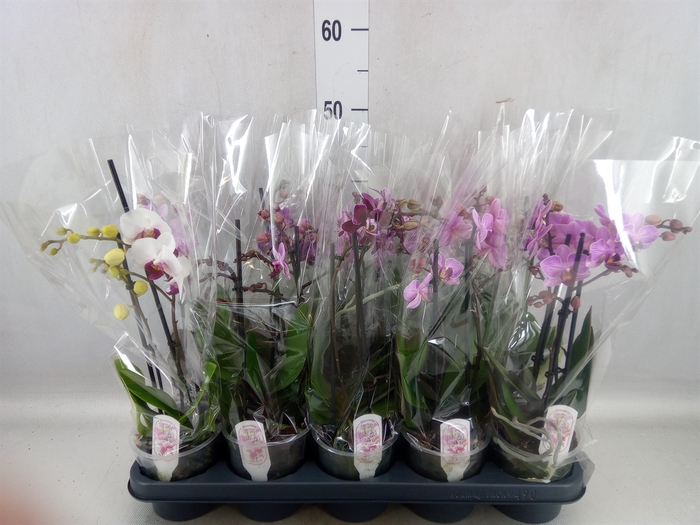 Phalaenopsis multi.   ...mix  4