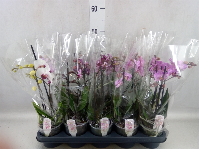 <h4>Phalaenopsis multi.   ...mix  4</h4>