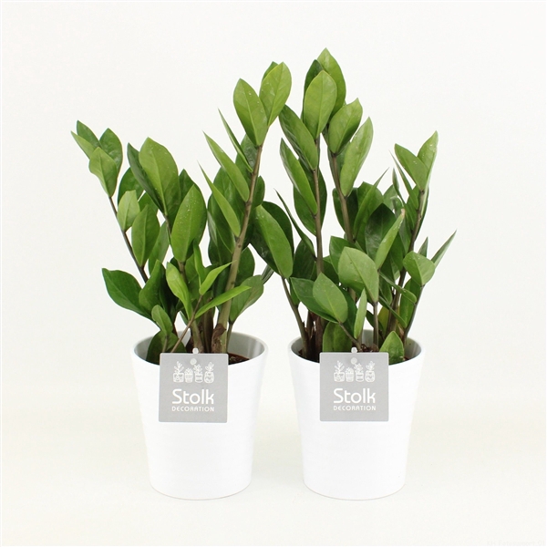 <h4>Zamioculcas Zamiifolia in Liv keramiek</h4>