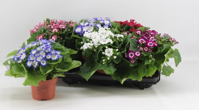 <h4>PERI C VENEZ GEM</h4>