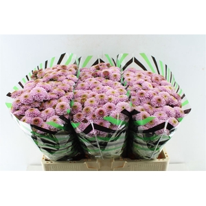 Chr Santini Doria Pink