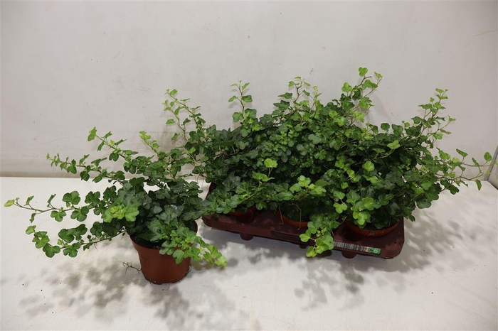 <h4>Hed He Wonder</h4>