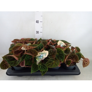 Begonia BD ferox