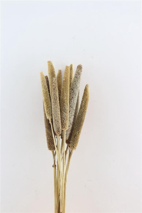 <h4>Dried Babala Naturel 10pcs Bunch</h4>