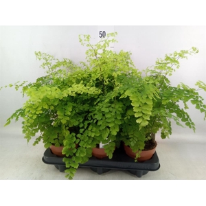 Adiantum raddi. 'Fragrans'