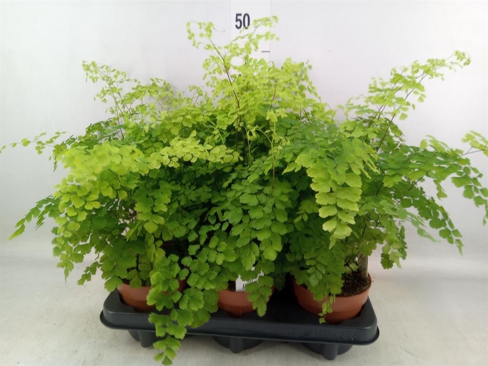 <h4>Adiantum raddi. 'Fragrans'</h4>
