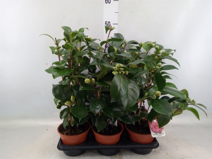 <h4>Camellia japonica</h4>