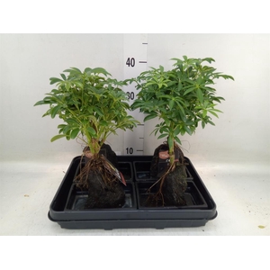 Arr.   Kamerplant Groen H%