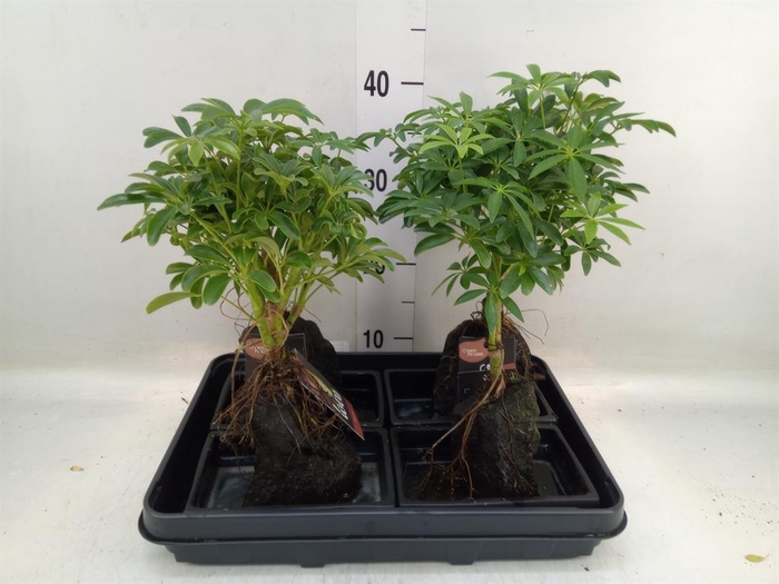 <h4>Arr. Kamerplant Groen H%</h4>