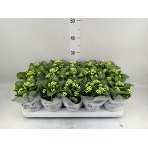 Kalanchoe blos. 'RosFlow Sia'