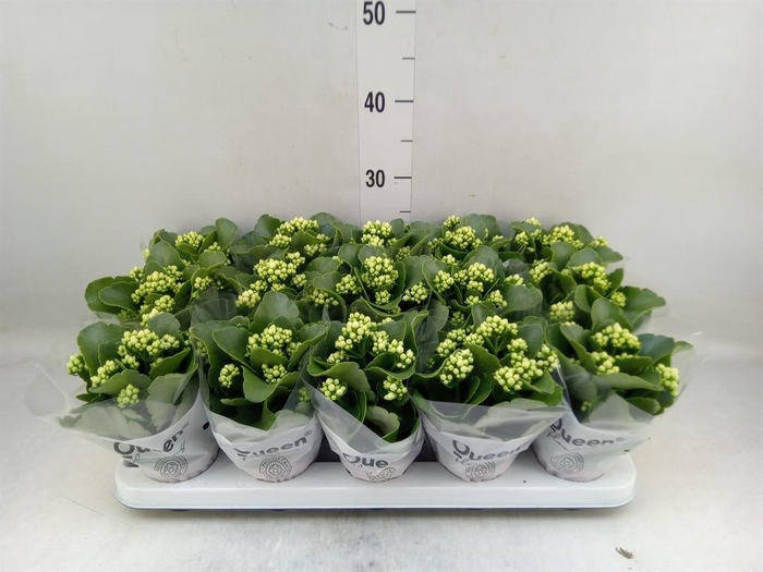 <h4>Kalanchoe blos. 'RosFlow Sia'</h4>