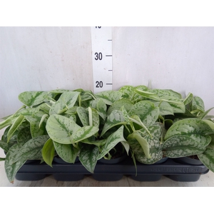Scindapsus pictus 'Trebie'