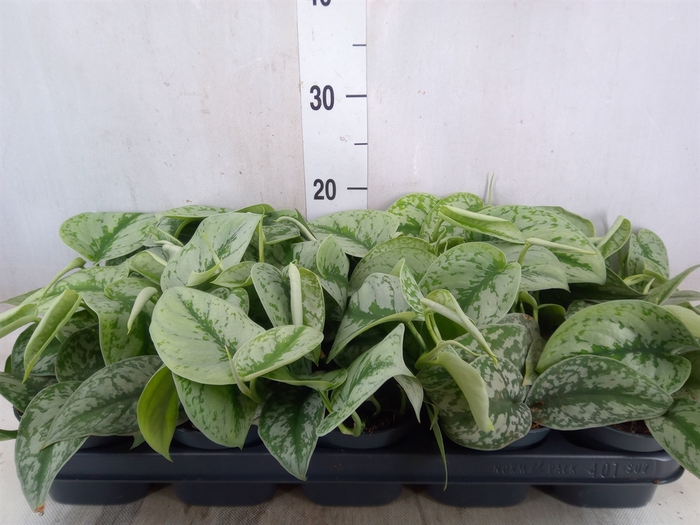 <h4>Scindapsus pictus 'Trebie'</h4>