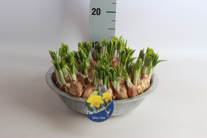 <h4>ARR N TETE A TETE</h4>