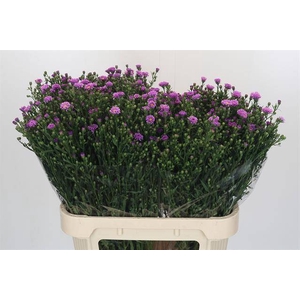 ASTER CASAROSA