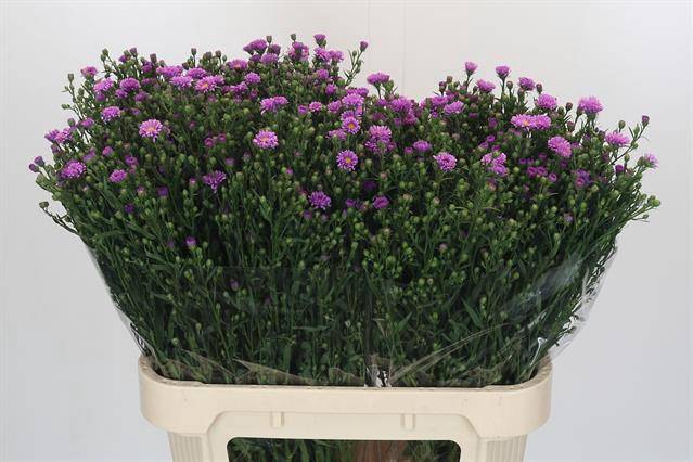 <h4>ASTER CASAROSA</h4>