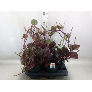 Basella alba 'Rosebud'