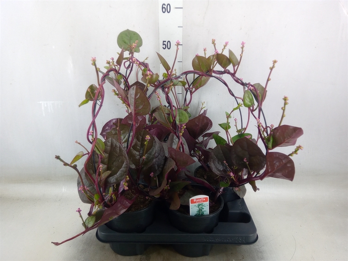 <h4>Basella alba 'Rosebud'</h4>
