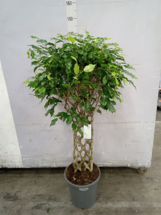 <h4>Ficus benja.   ...special shapes</h4>