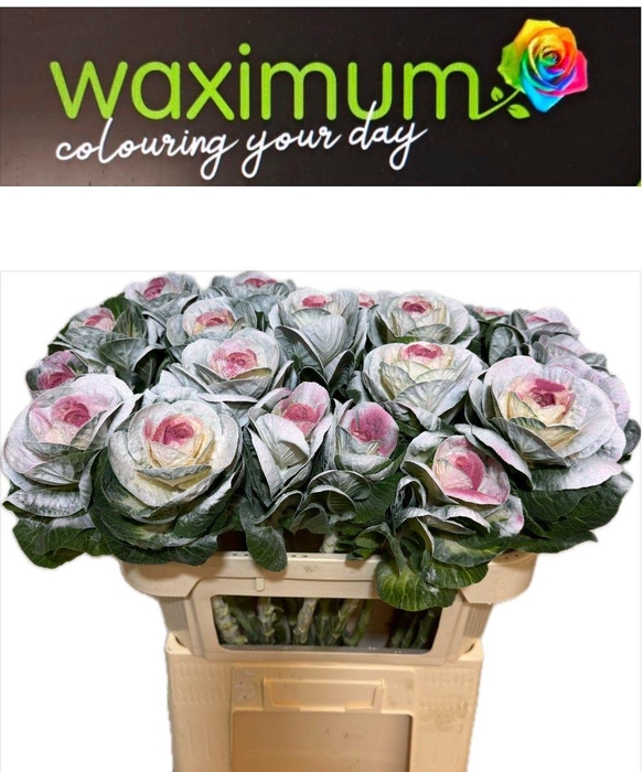 <h4>Brassica Marshmellow 70cm</h4>