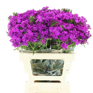 DI BARB AM NEON PURP