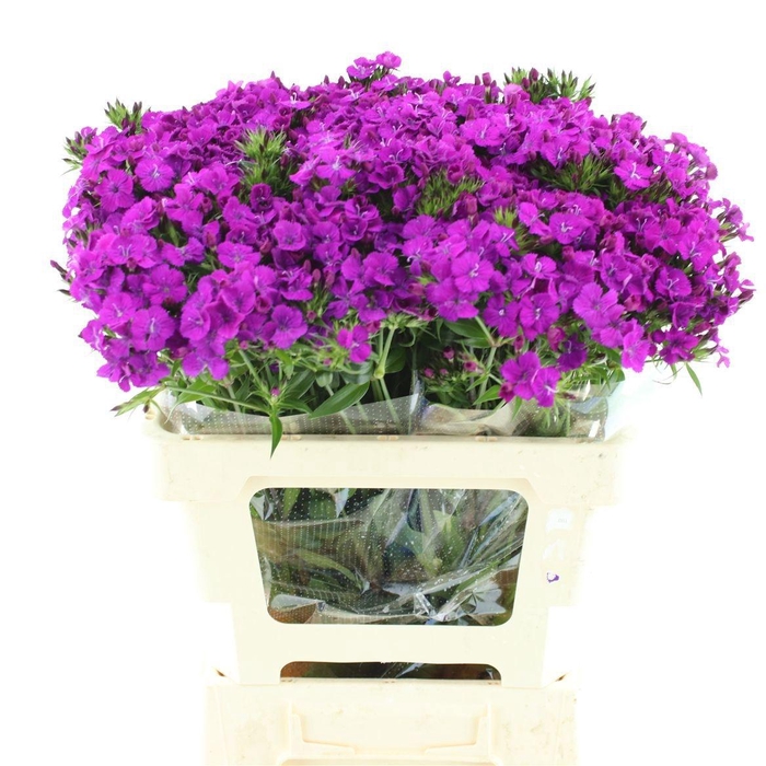 <h4>DI BARB AM NEON PURP</h4>