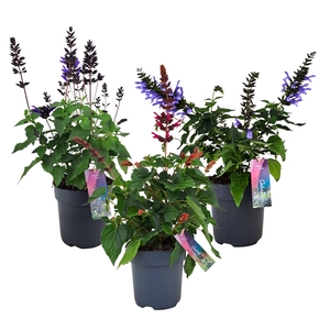 Salvia salgoon mix p17 (NL)