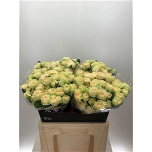 R Tr Summerrose -in box