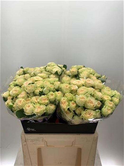 <h4>R Tr Summerrose -in box</h4>