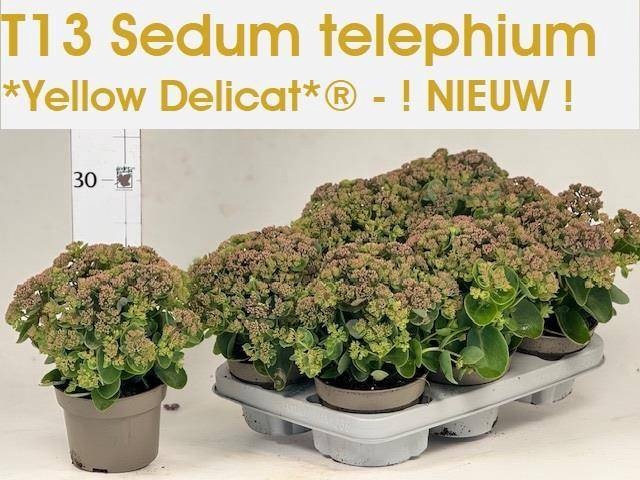 <h4>SEDUM S YELL DELICAT</h4>