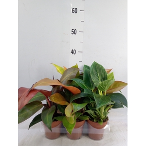Philodendron   ...