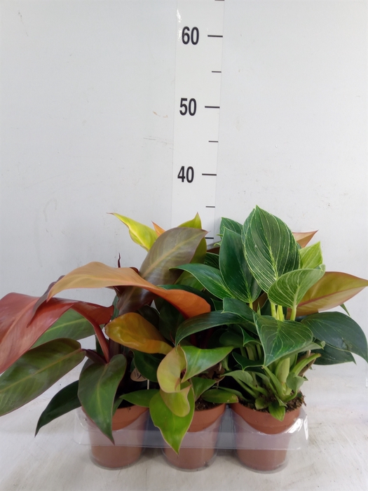 <h4>Philodendron   ...</h4>