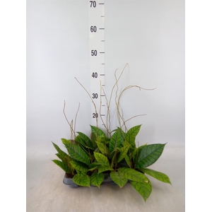 Hoya callistophylla 'KAL 16'