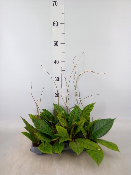 <h4>Hoya callistophylla 'KAL 16'</h4>