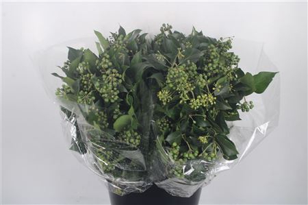 Hedera Berry Per Bunch