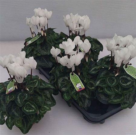 Cycl Md Sup Macro White