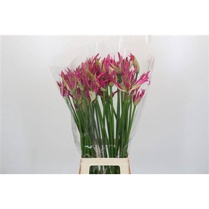 Nerine Candy Crush