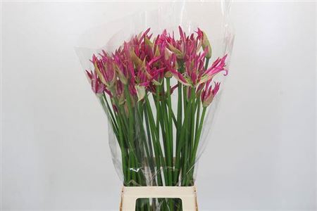 <h4>Nerine Candy Crush</h4>