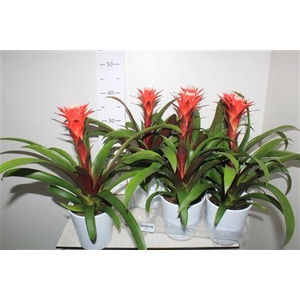 Guzm Hope In Keramiek