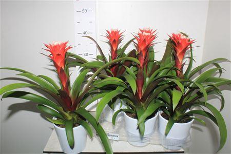 <h4>Guzm Hope In Keramiek</h4>