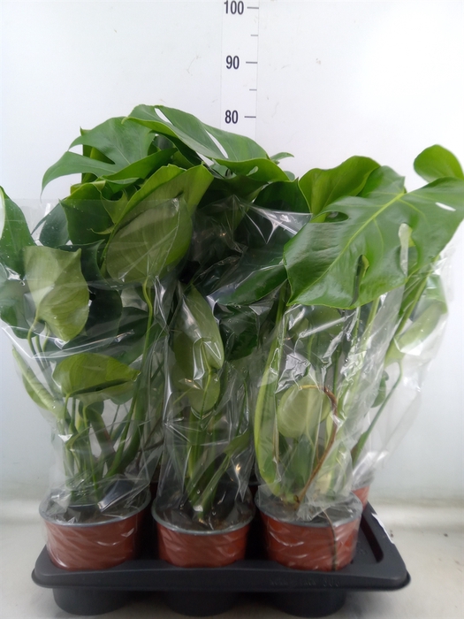 <h4>Monstera delic.</h4>