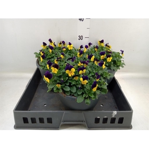 Viola corn. 'Sorbet Coconut Imp'