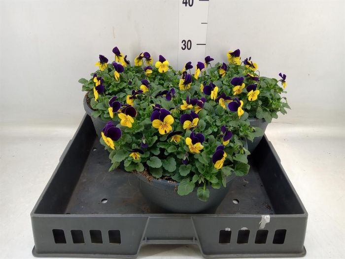 <h4>Viola corn. 'Sorbet Coconut Imp'</h4>