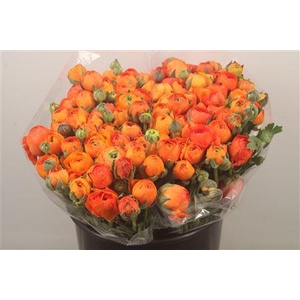 Ran. Elegance Orange Extra