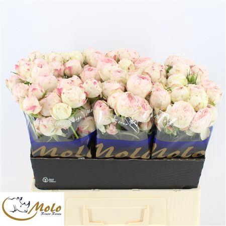 <h4>R Tr Mansfield Park</h4>