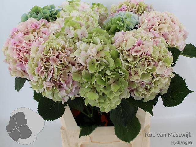 <h4>Hydr M Ch Verena Cl</h4>