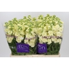 Matthiola incana StoX Yellow